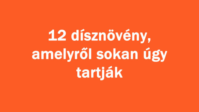 12 dísznövény, amelyről sokan úgy tartják