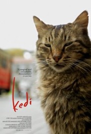 Kedi-Isztambul-macskái-205x300